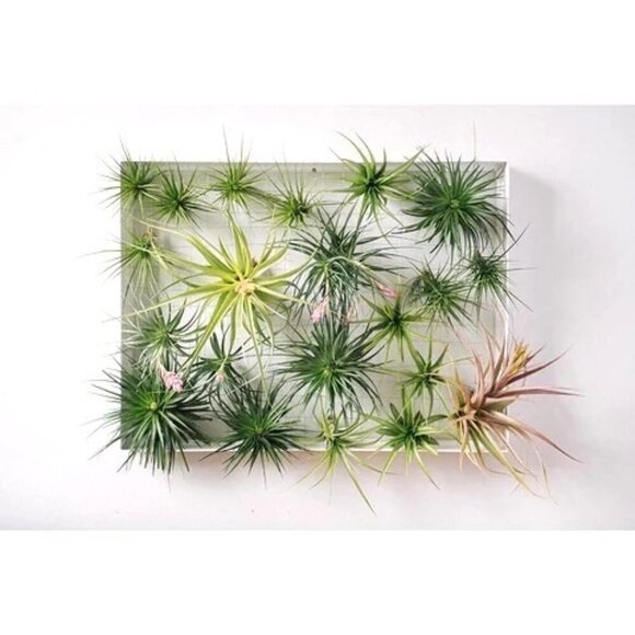 Airplantman Air Plant Rectangular Metal Frame White Modern 18 x 24 - Picture 1 of 8
